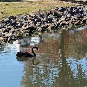 Meet your Posher, Sue